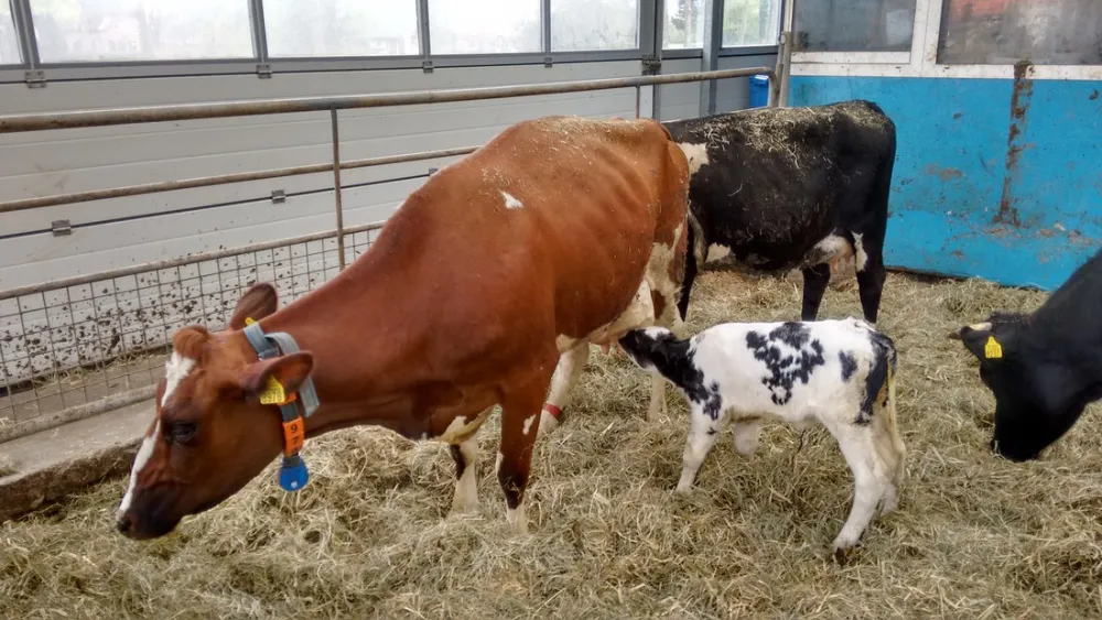 Boerencamping Hoeve Sonneclaer