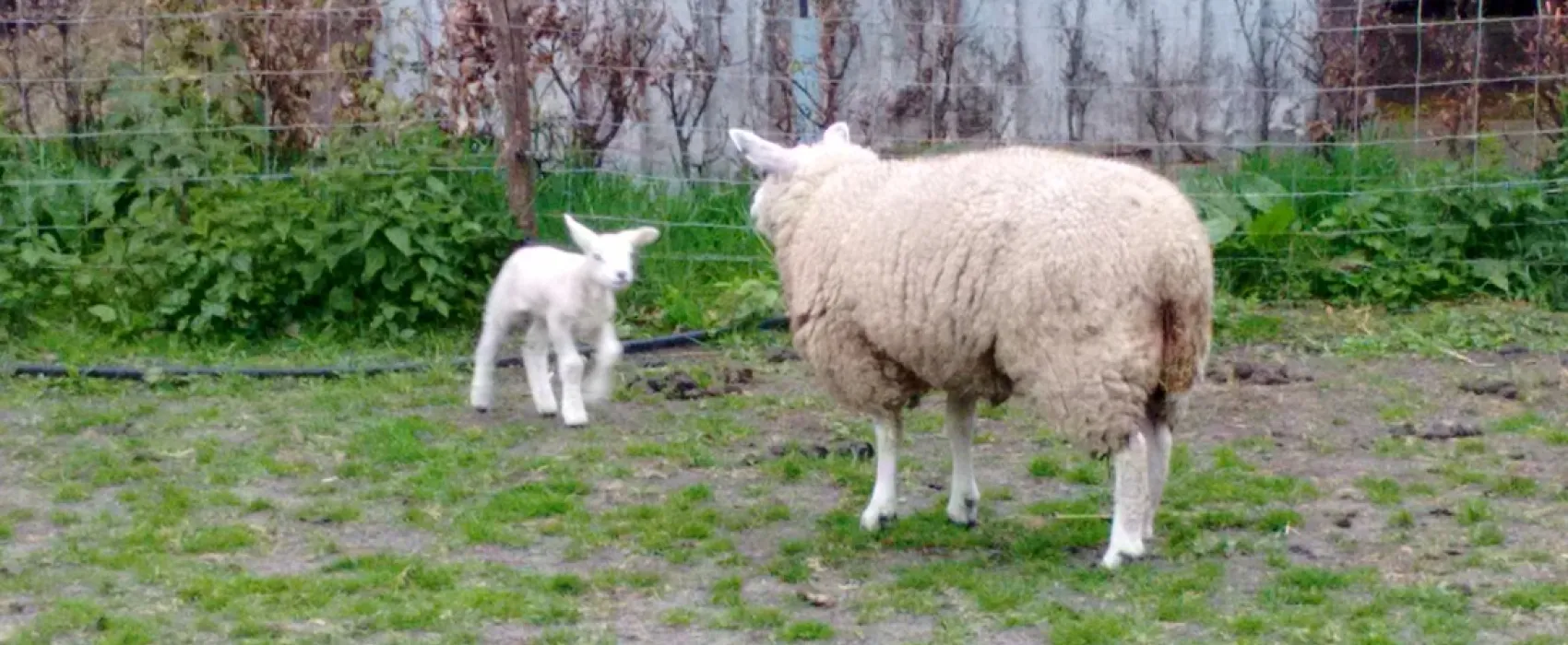 Boerencamping Hoeve Sonneclaer