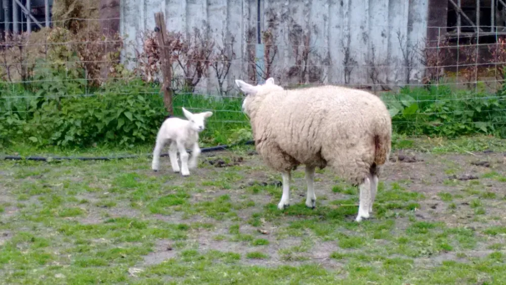 Boerencamping Hoeve Sonneclaer