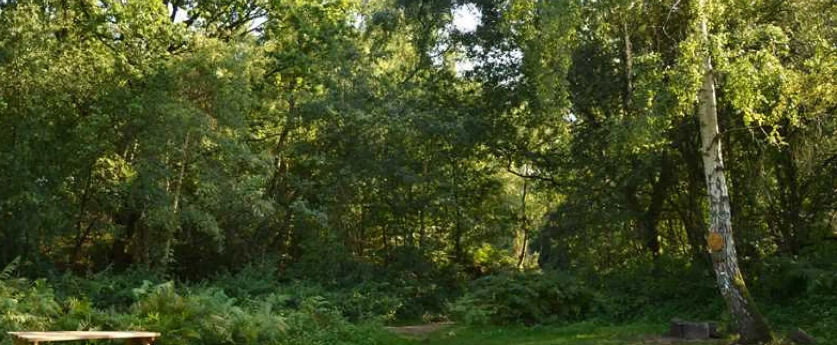 Dreamy Hollow Woodland Campsite and WW1 Trenches