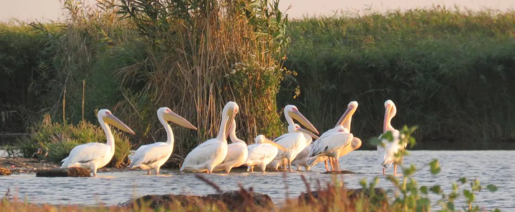 Slow Motion Danube Delta