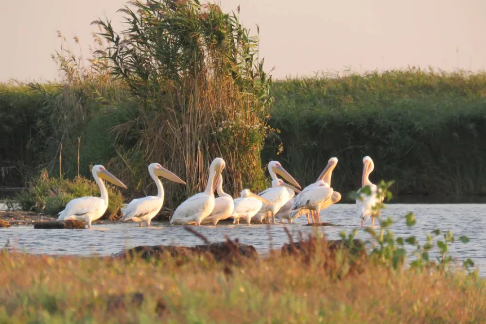 Slow Motion Danube Delta