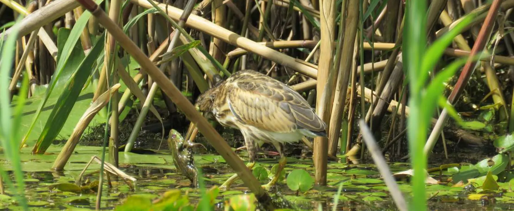 Slow Motion Danube Delta