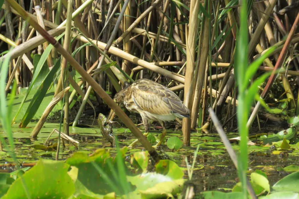 Slow Motion Danube Delta