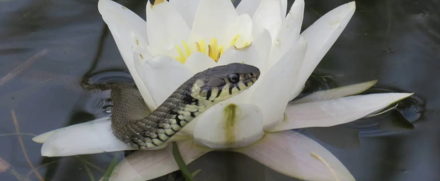 Slow Motion Danube Delta
