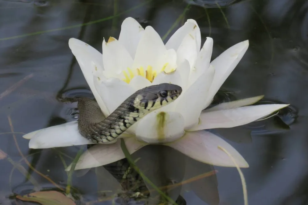 Slow Motion Danube Delta