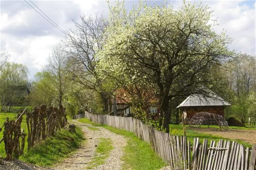 Babou Maramures