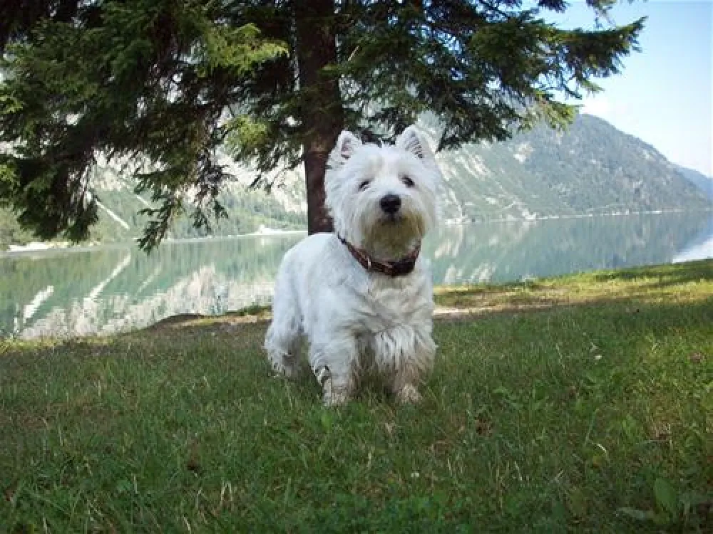ACHENSEE CAMPING SCHWARZENAU