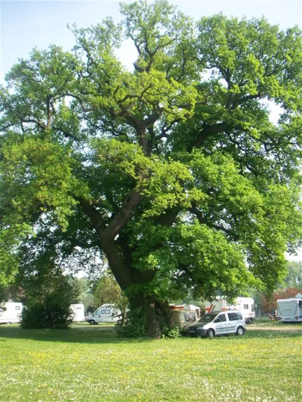 Rheingau - Campingplatz