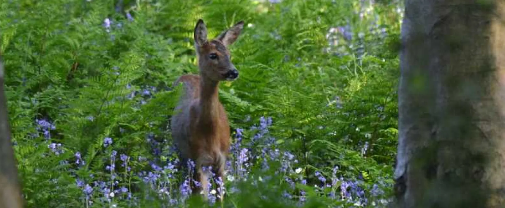 Old Hall Caravan Park