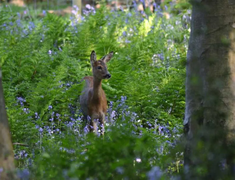 Old Hall Caravan Park