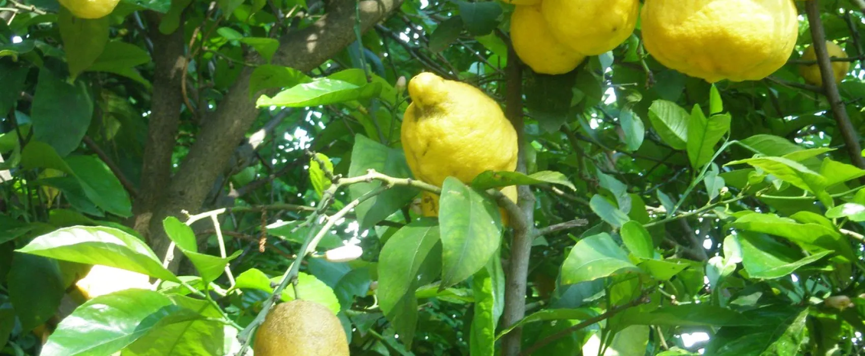 Campsite Kato Alissos