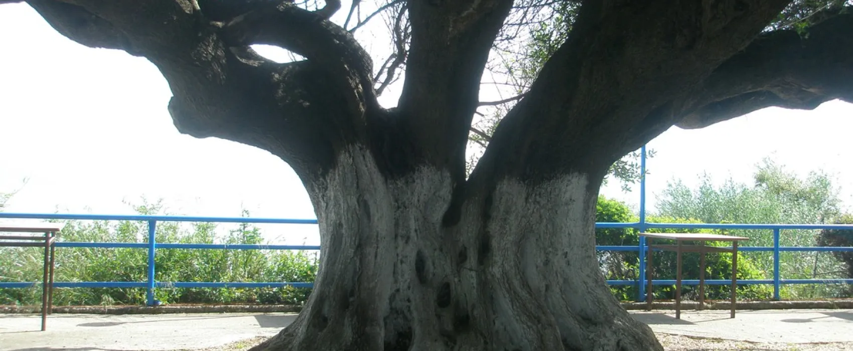 Campsite Kato Alissos