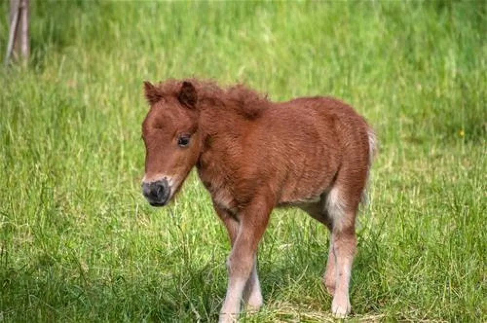 Campingplatz Banzelvitzer Berge