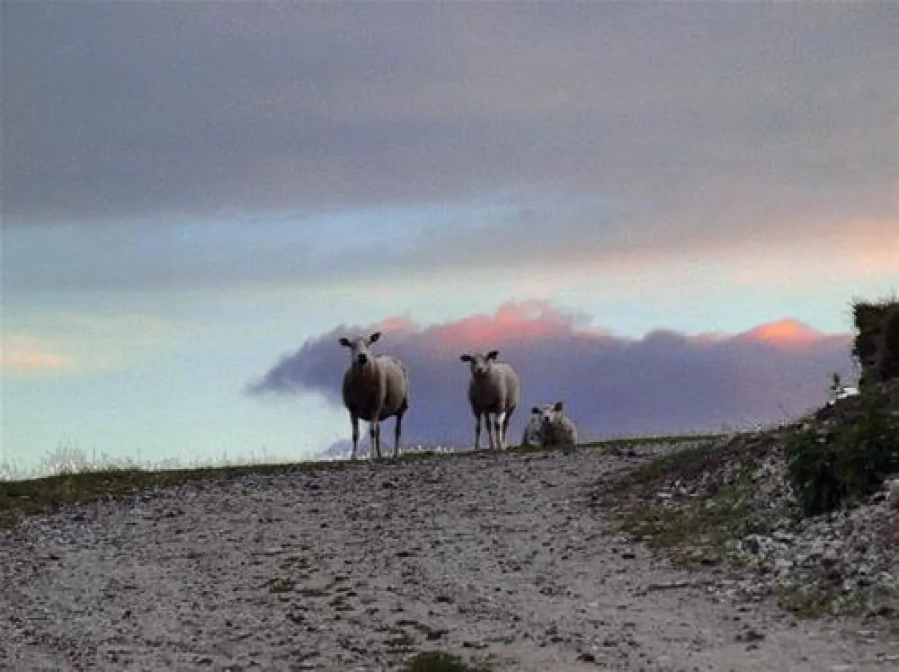 Bramslev Bakker Camping