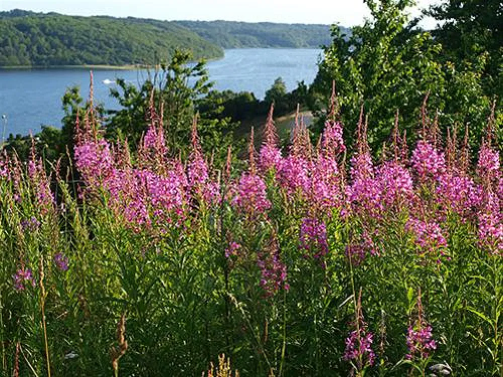 Bramslev Bakker Camping