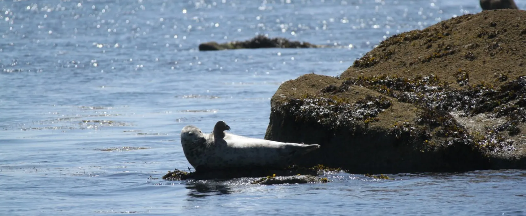 Camping Les Vergers De Squividan