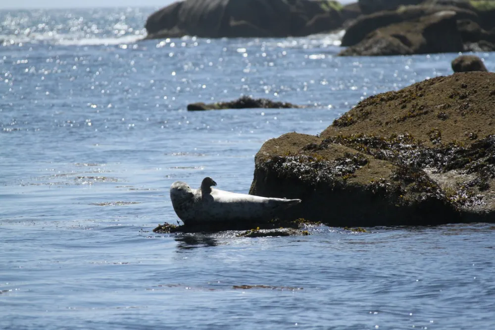 Camping Les Vergers De Squividan