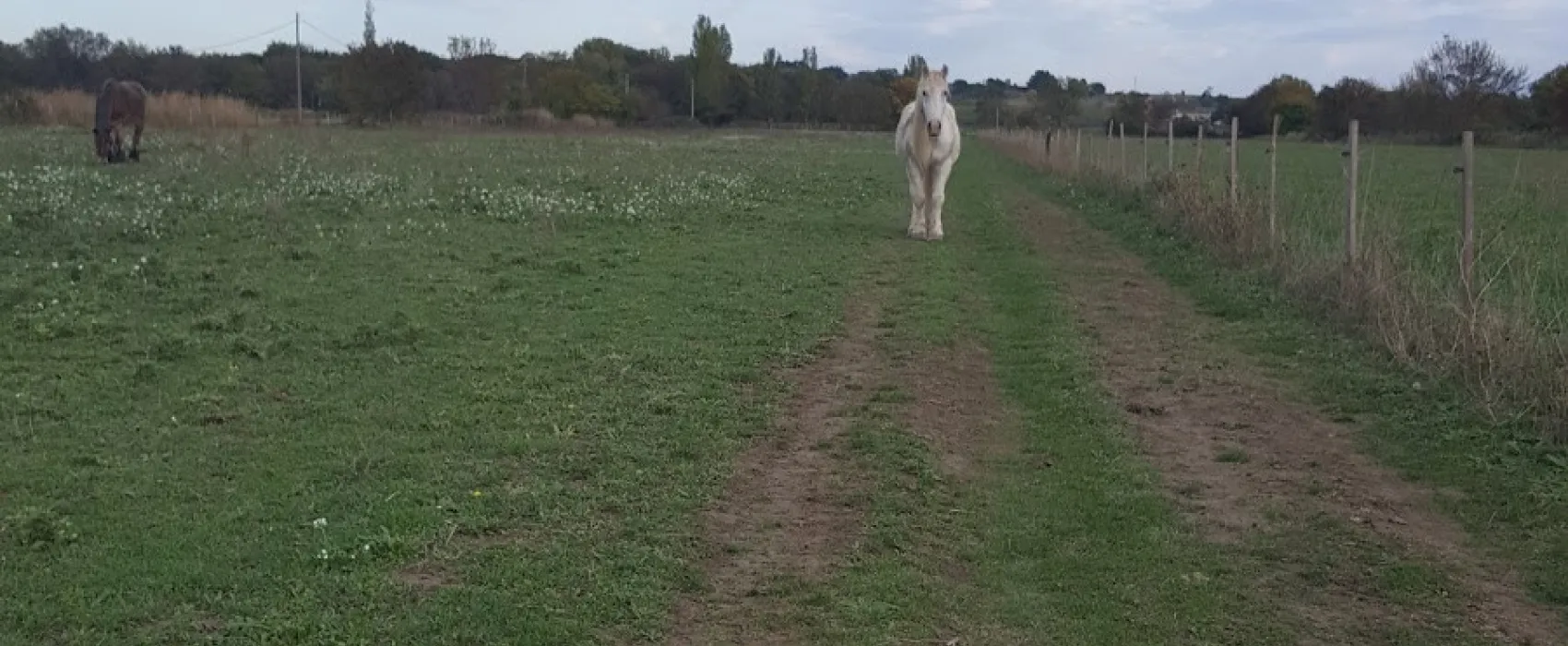 Camping Bellevue En Camargue