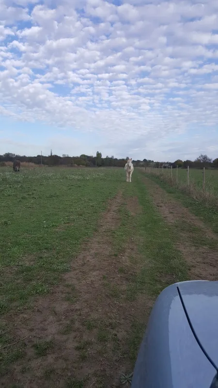 Camping Bellevue En Camargue