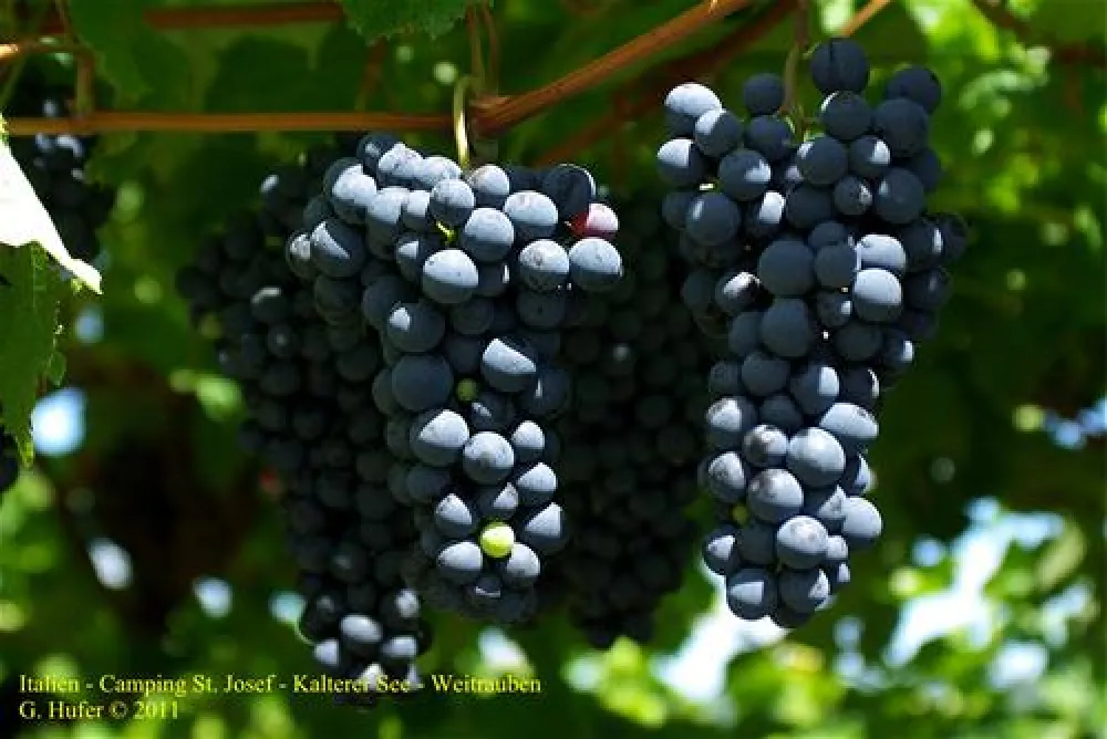 Camping St. Josef am Kalterer See