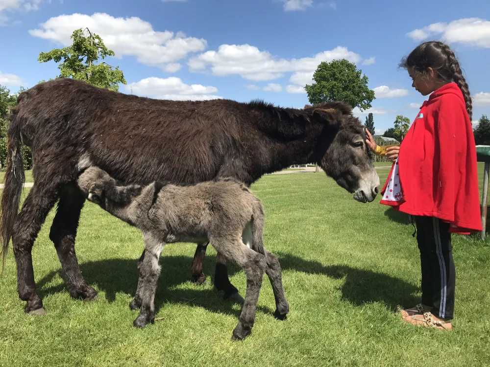 Boerderijcamping De  Kreitsberg