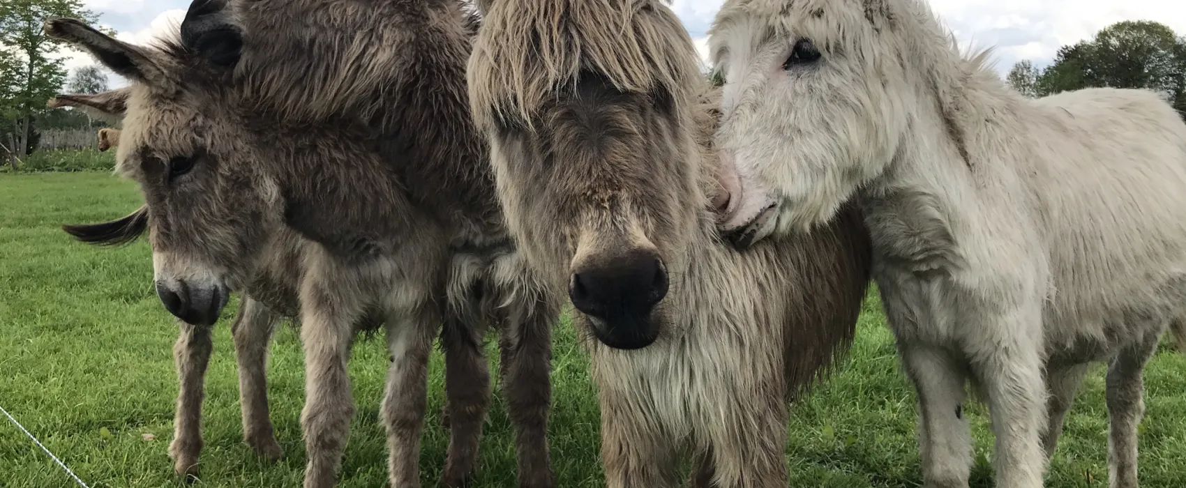 Boerderijcamping De  Kreitsberg