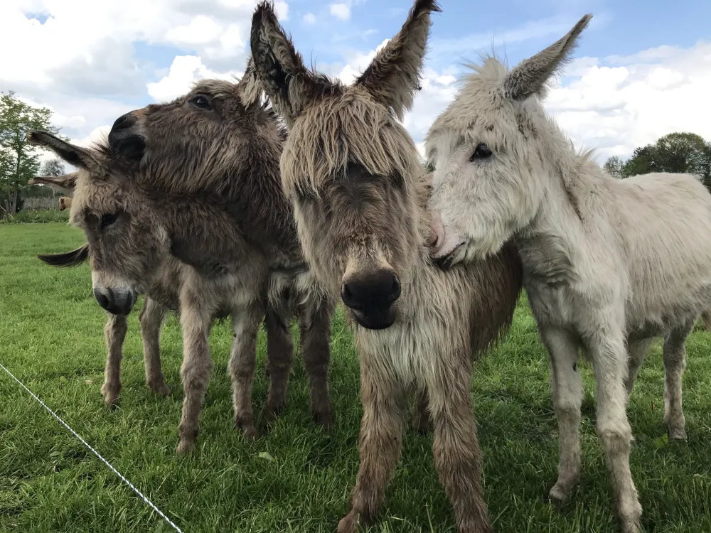 Boerderijcamping De  Kreitsberg