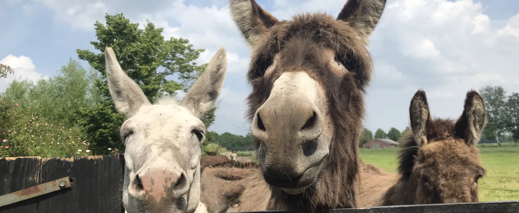 Boerderijcamping De  Kreitsberg