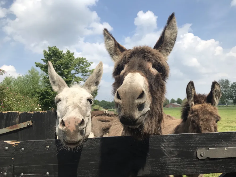 Boerderijcamping De  Kreitsberg