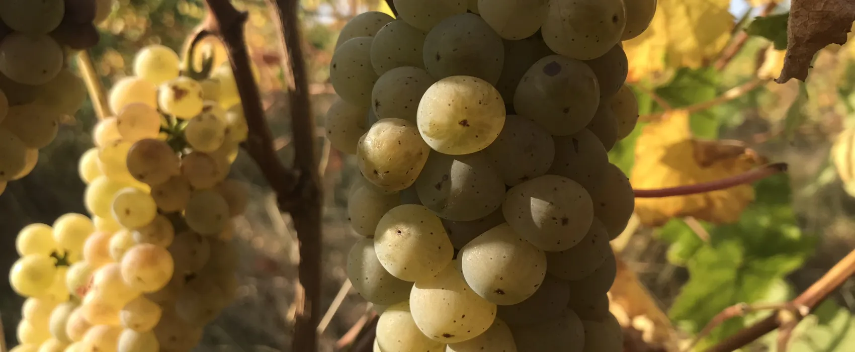 Boerderijcamping De  Kreitsberg