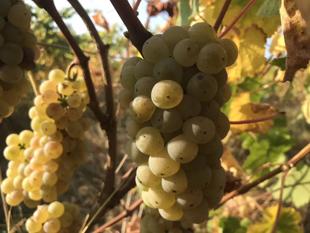Boerderijcamping De  Kreitsberg