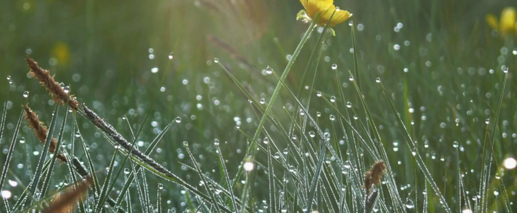 Campeggio Sotto il Faggio