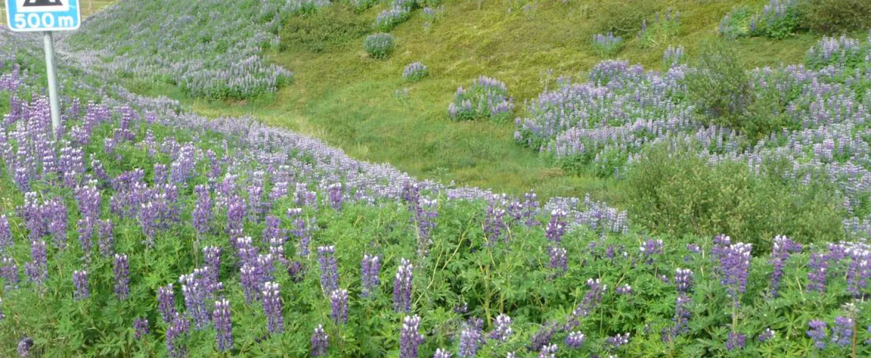 Tjaldsvæðið Tungudal