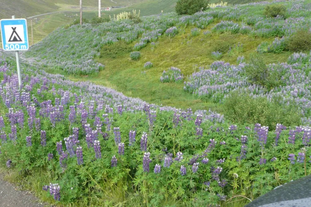 Tjaldsvæðið Tungudal