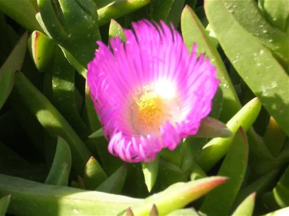 Camping La Torre del Sol