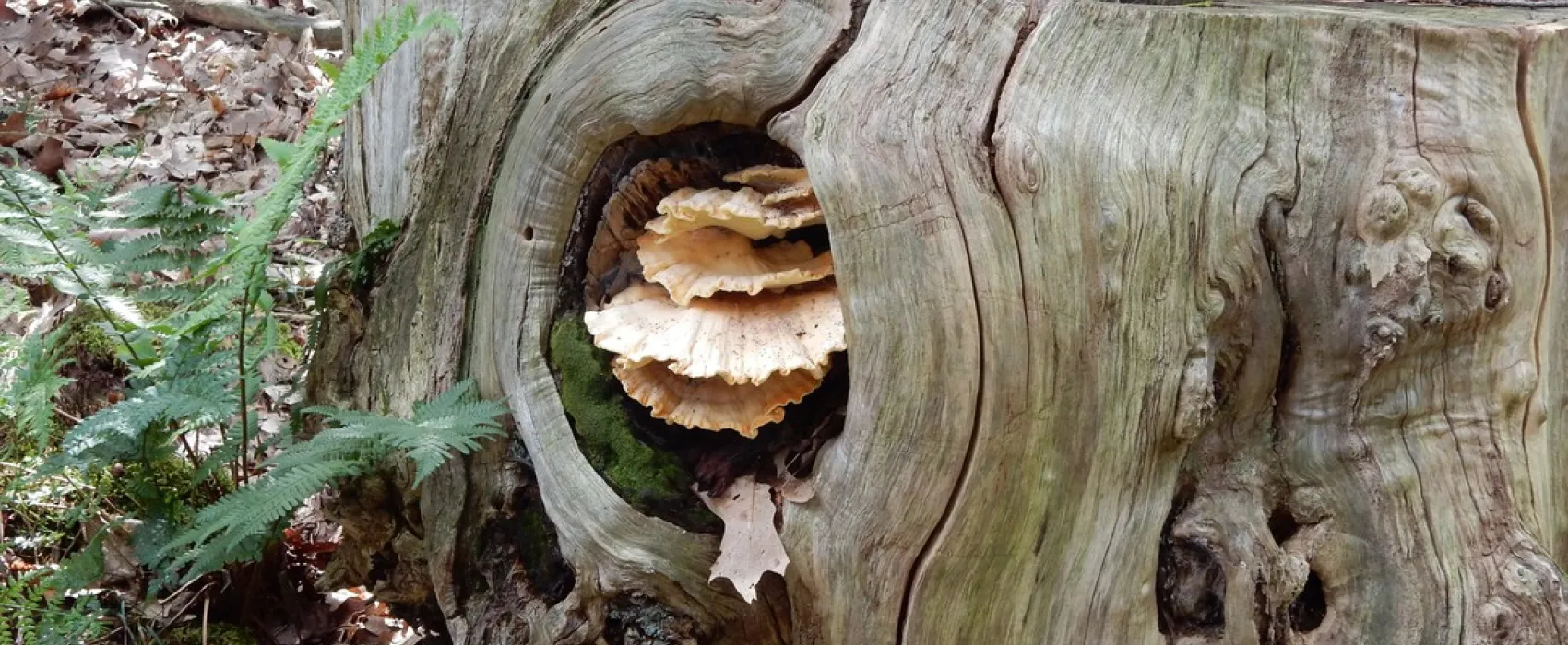 Camping Wolfersweide