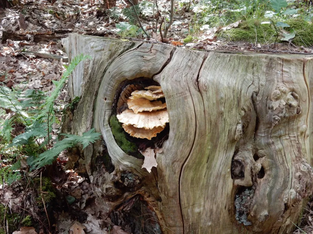 Camping Wolfersweide