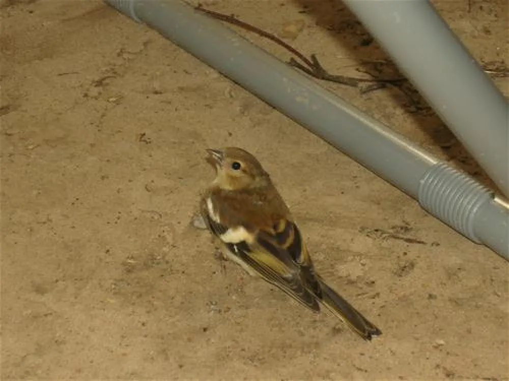 Camping am Gobenowsee