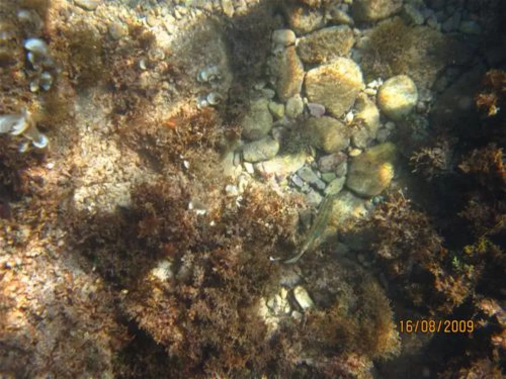 Camping Zelena Laguna