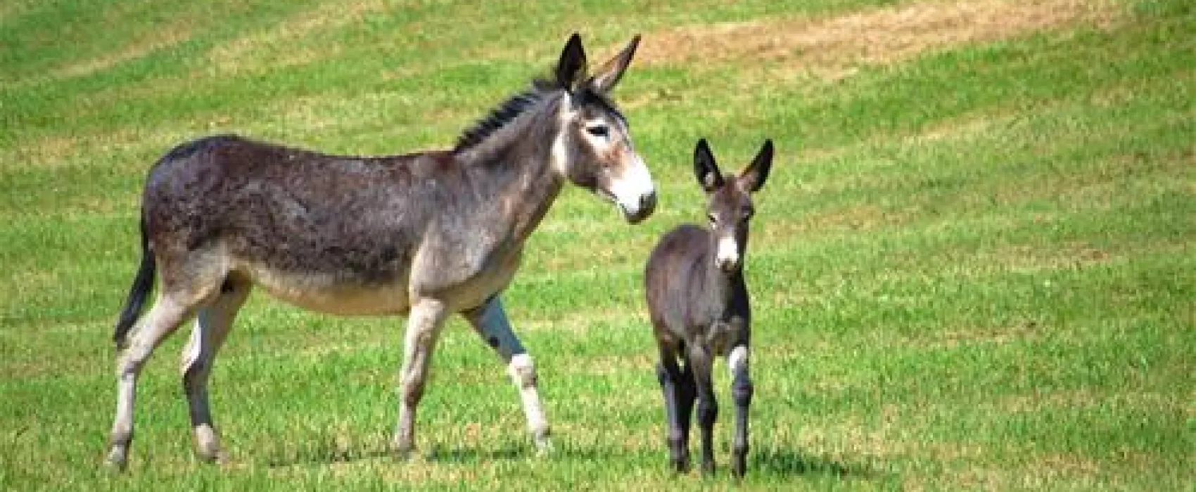Le Carbonaie Agricampeggio