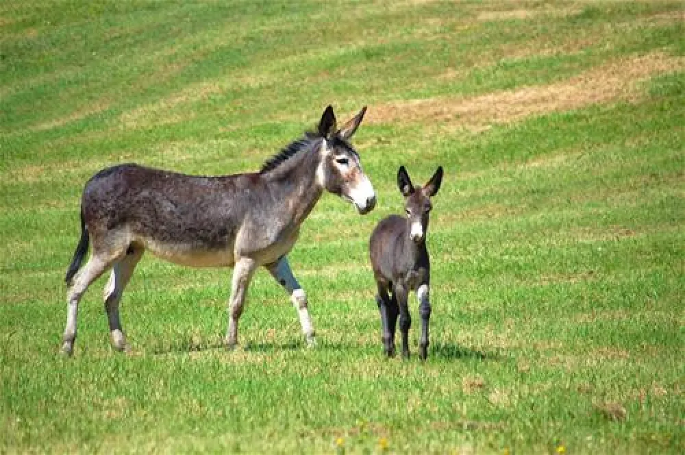 Le Carbonaie Agricampeggio