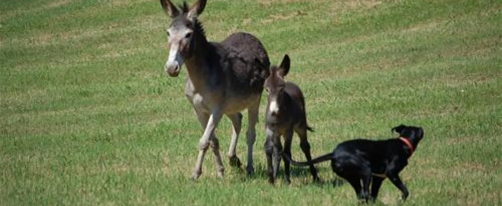 Le Carbonaie Agricampeggio