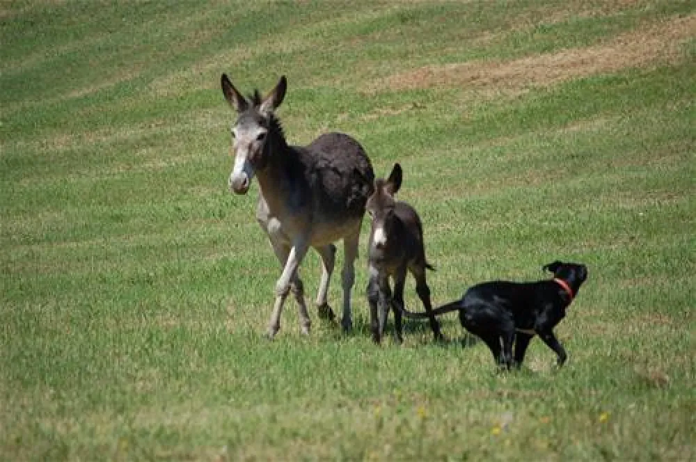 Le Carbonaie Agricampeggio