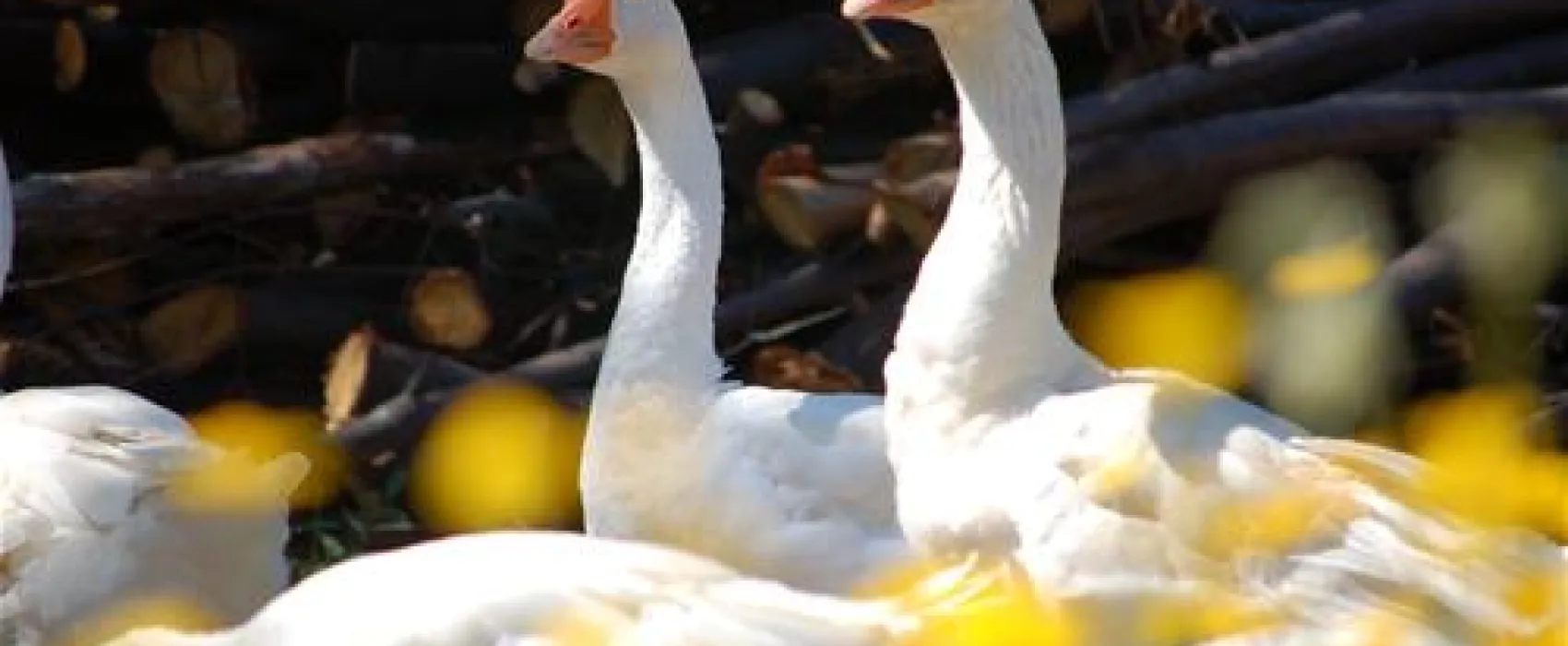 Le Carbonaie Agricampeggio