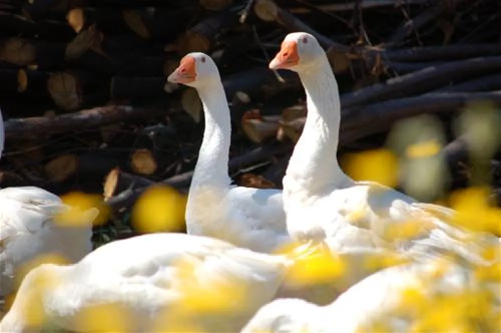 Le Carbonaie Agricampeggio