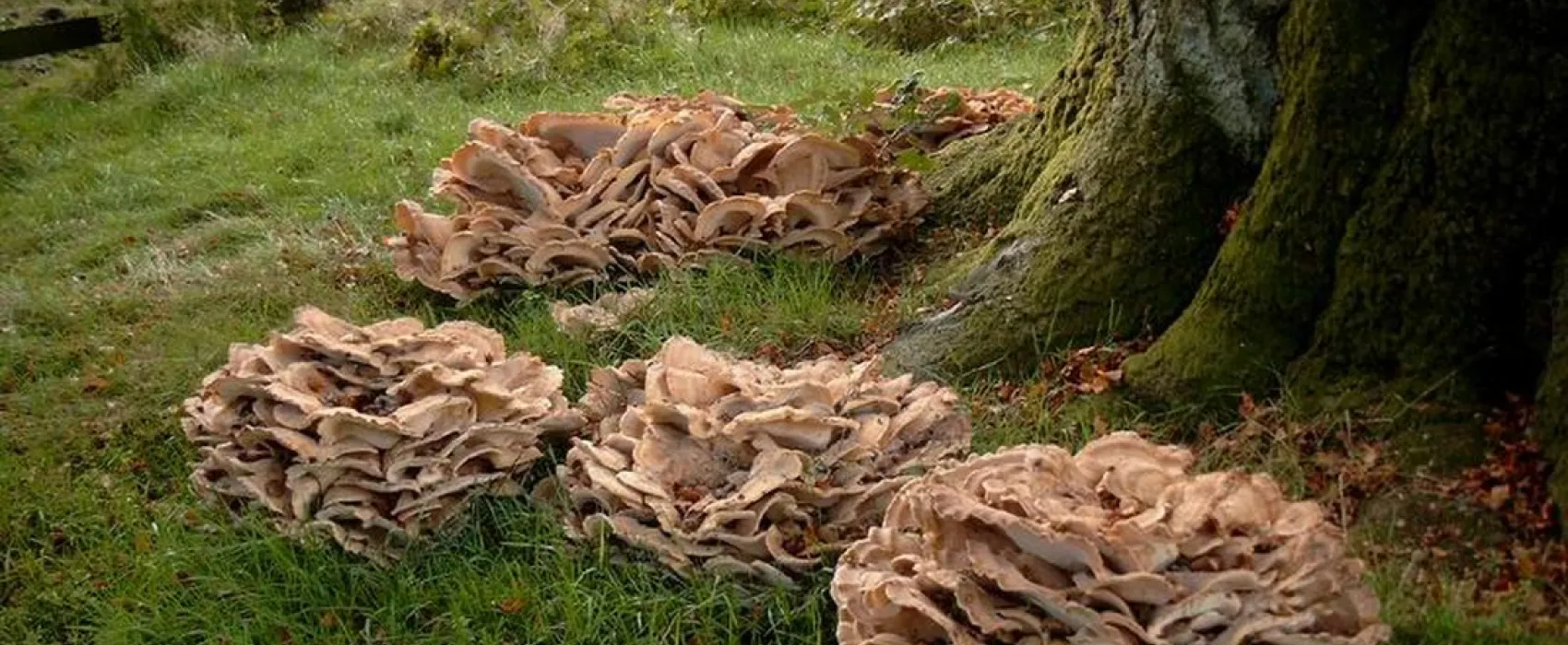 Recreatiepark Arnhem