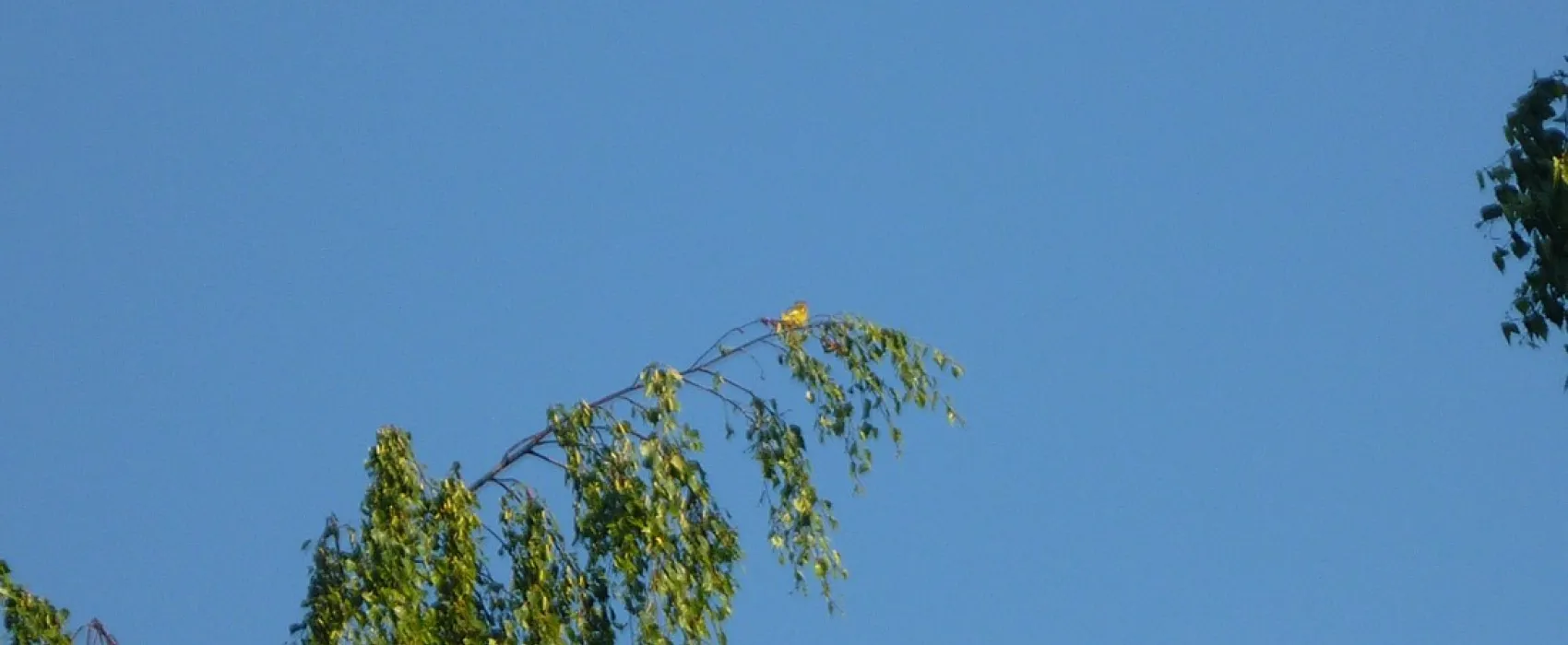 Camping Falckenstein