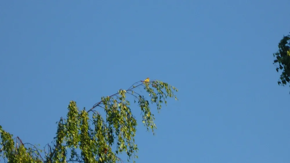 Camping Falckenstein