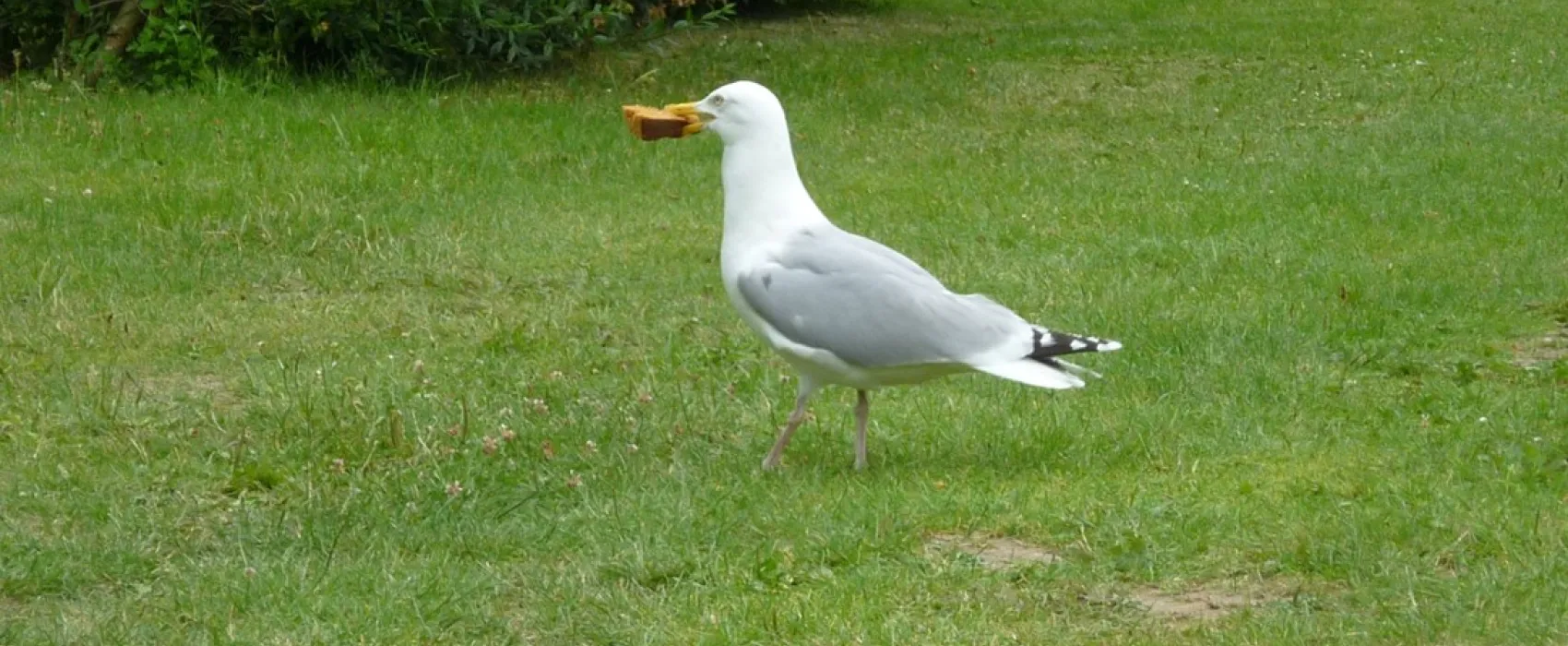 Camping Falckenstein